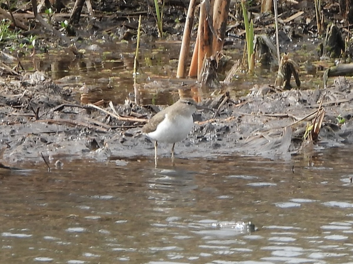 Spotted Sandpiper - MIck Griffin
