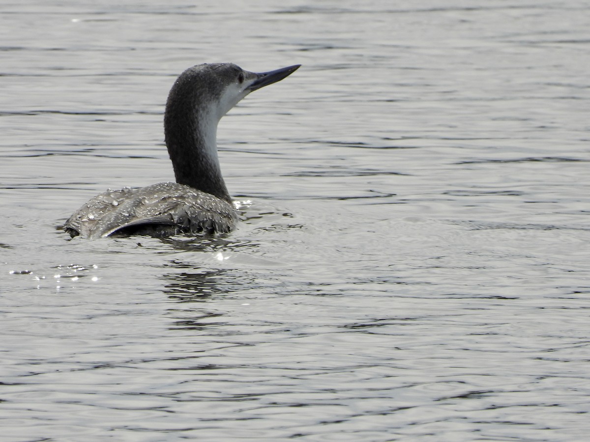 Red-throated Loon - MIck Griffin