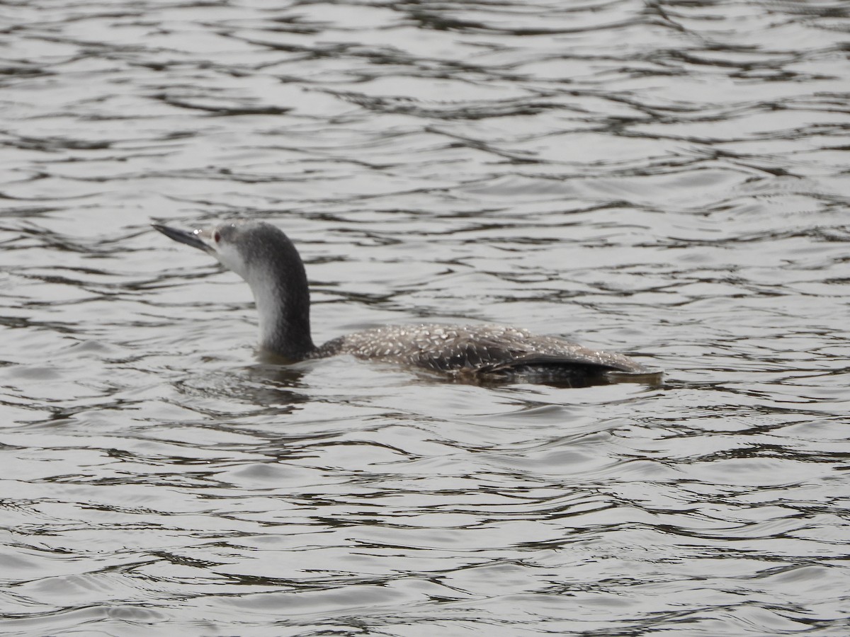 Red-throated Loon - MIck Griffin