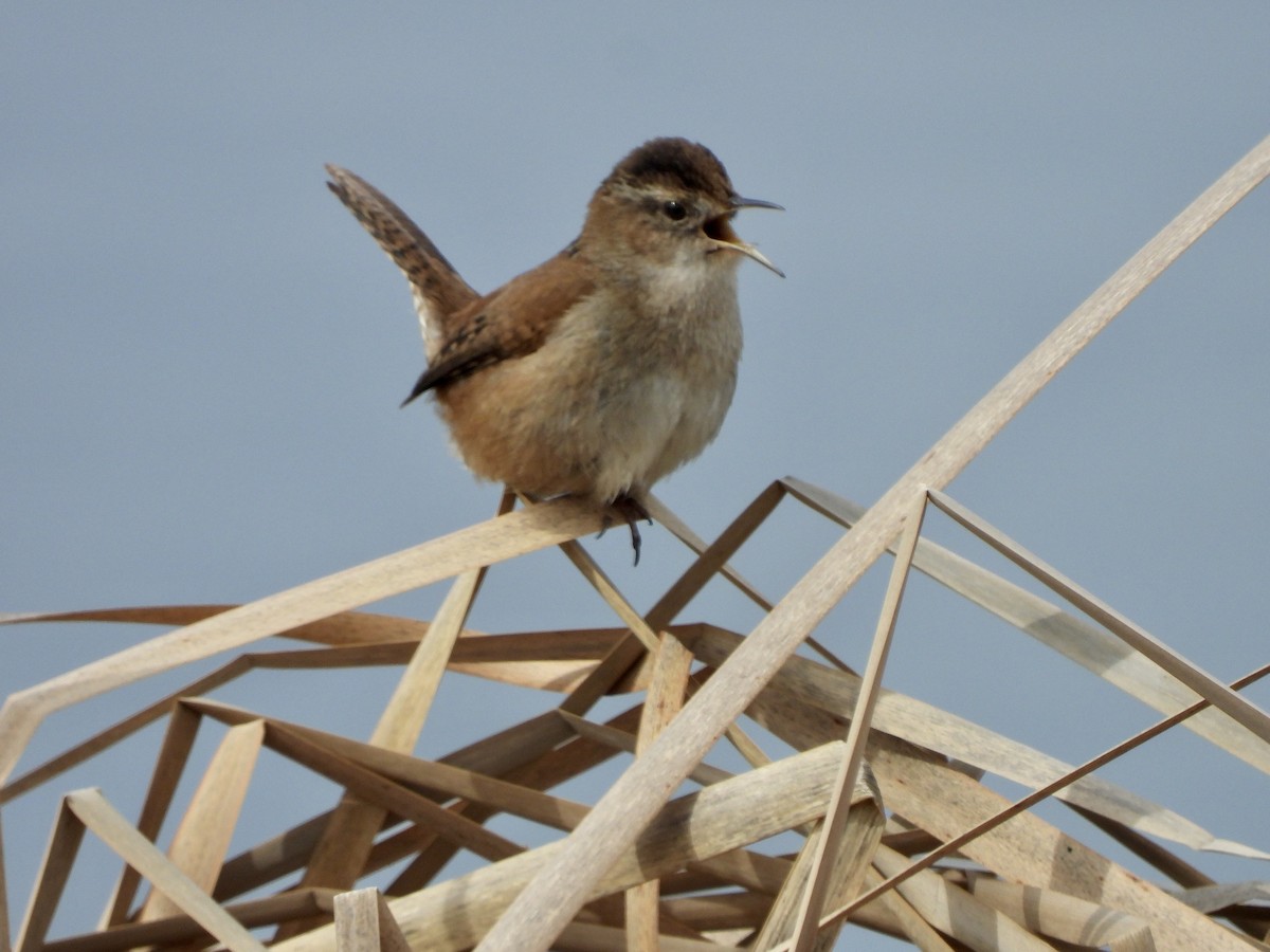 Marsh Wren - MIck Griffin