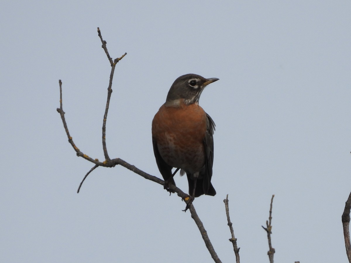 American Robin - MIck Griffin