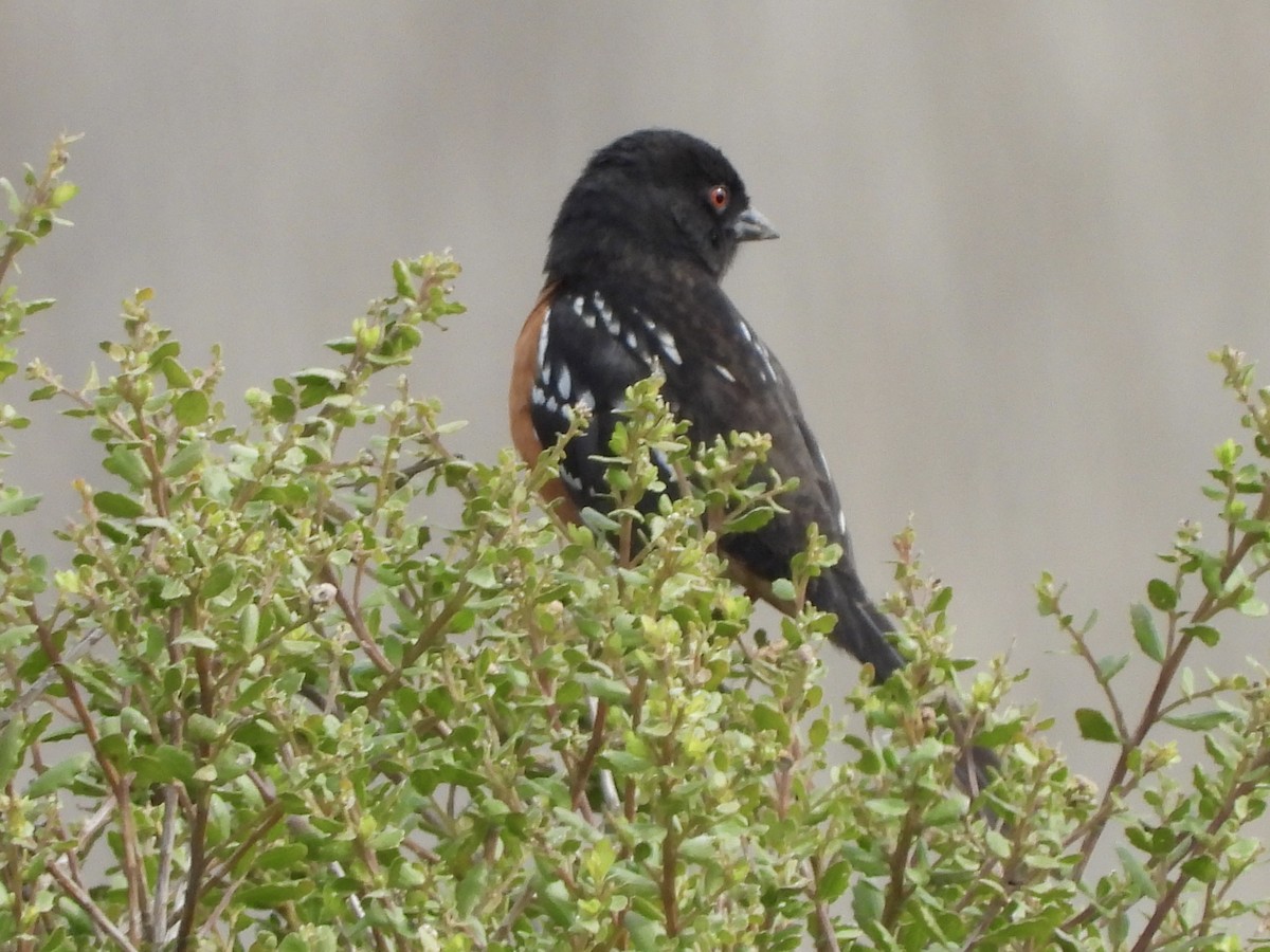 Spotted Towhee - MIck Griffin