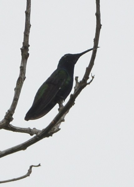 kolibřík tropický - ML615226753