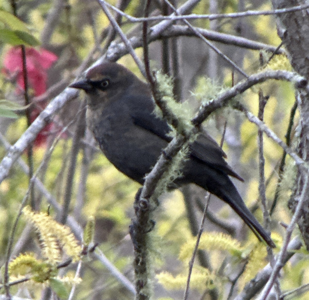 Rusty Blackbird - ML615226828