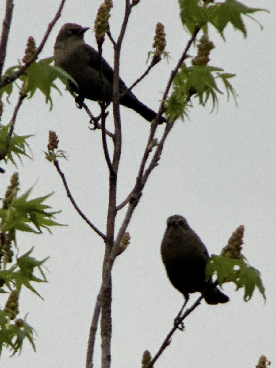 Rusty Blackbird - ML615226829