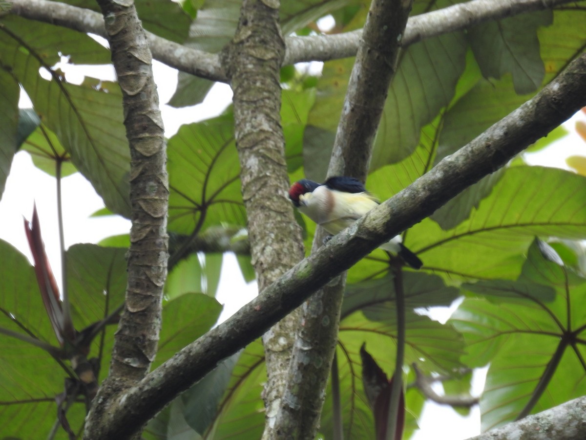 White-mantled Barbet - Forrest Luke