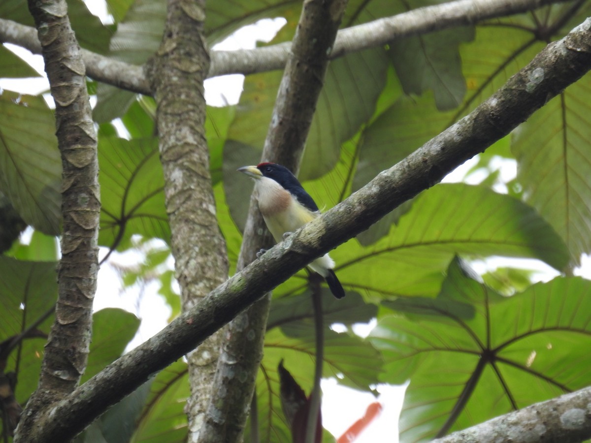 White-mantled Barbet - ML615226856