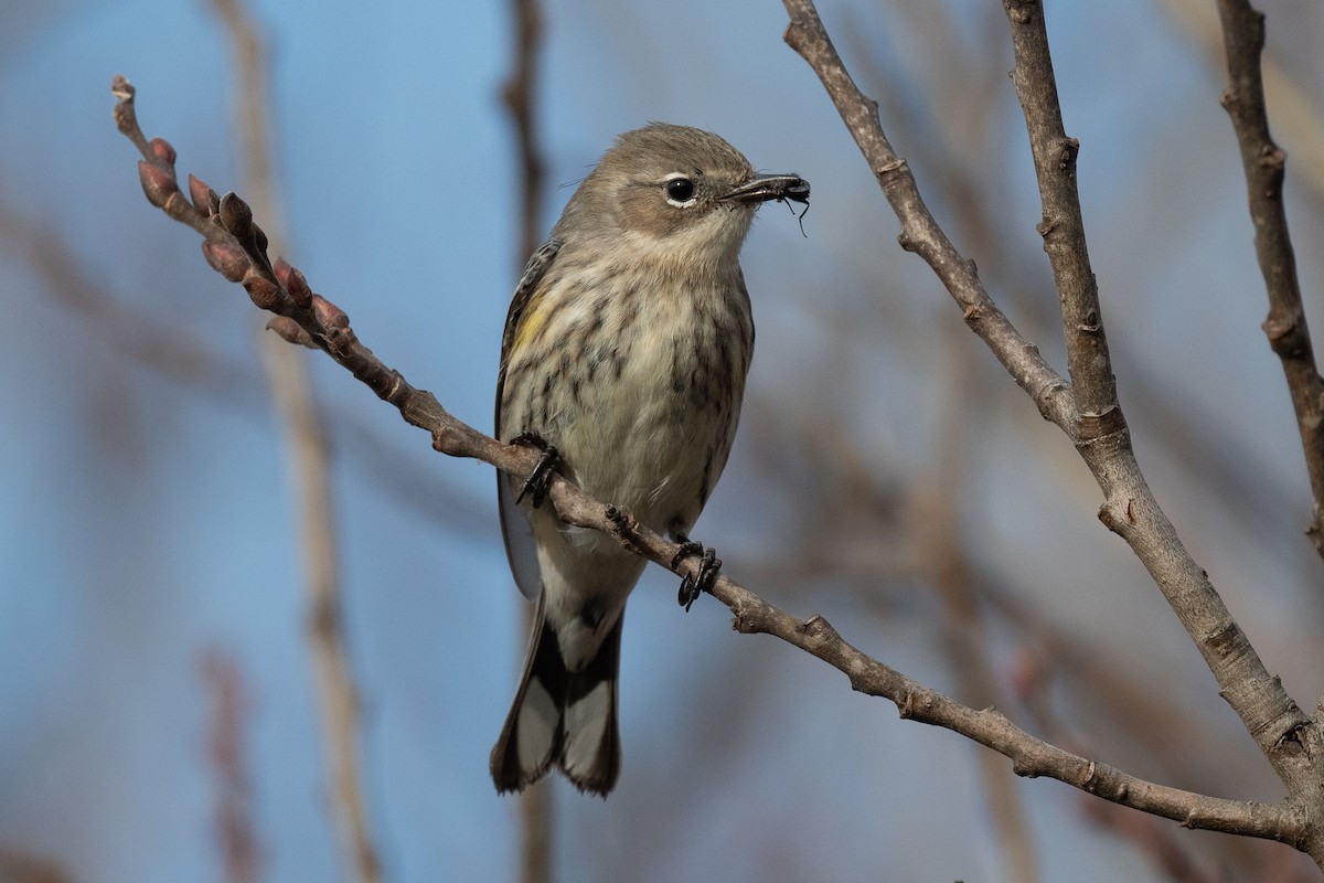 Yellow-rumped Warbler (Myrtle) - Sebastian Jones