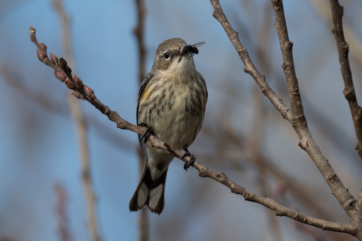 Yellow-rumped Warbler (Myrtle) - Sebastian Jones