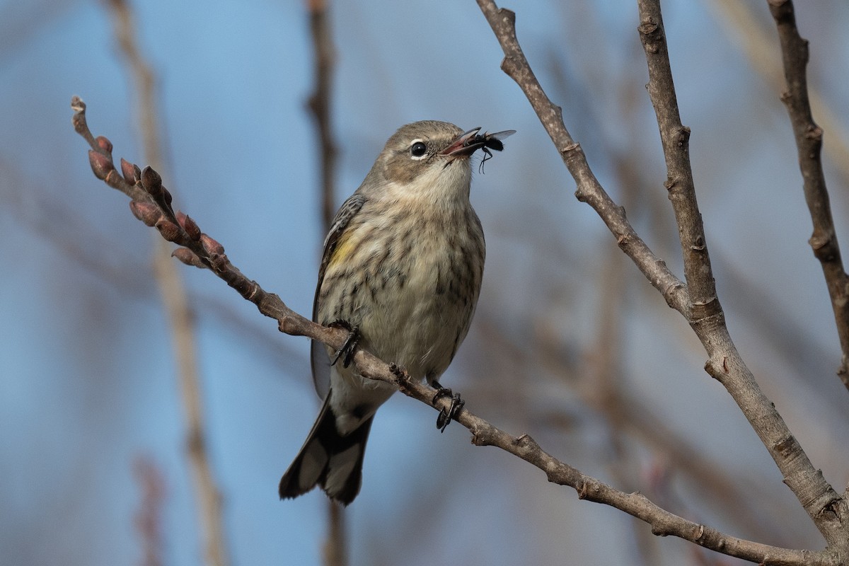 Yellow-rumped Warbler (Myrtle) - Sebastian Jones