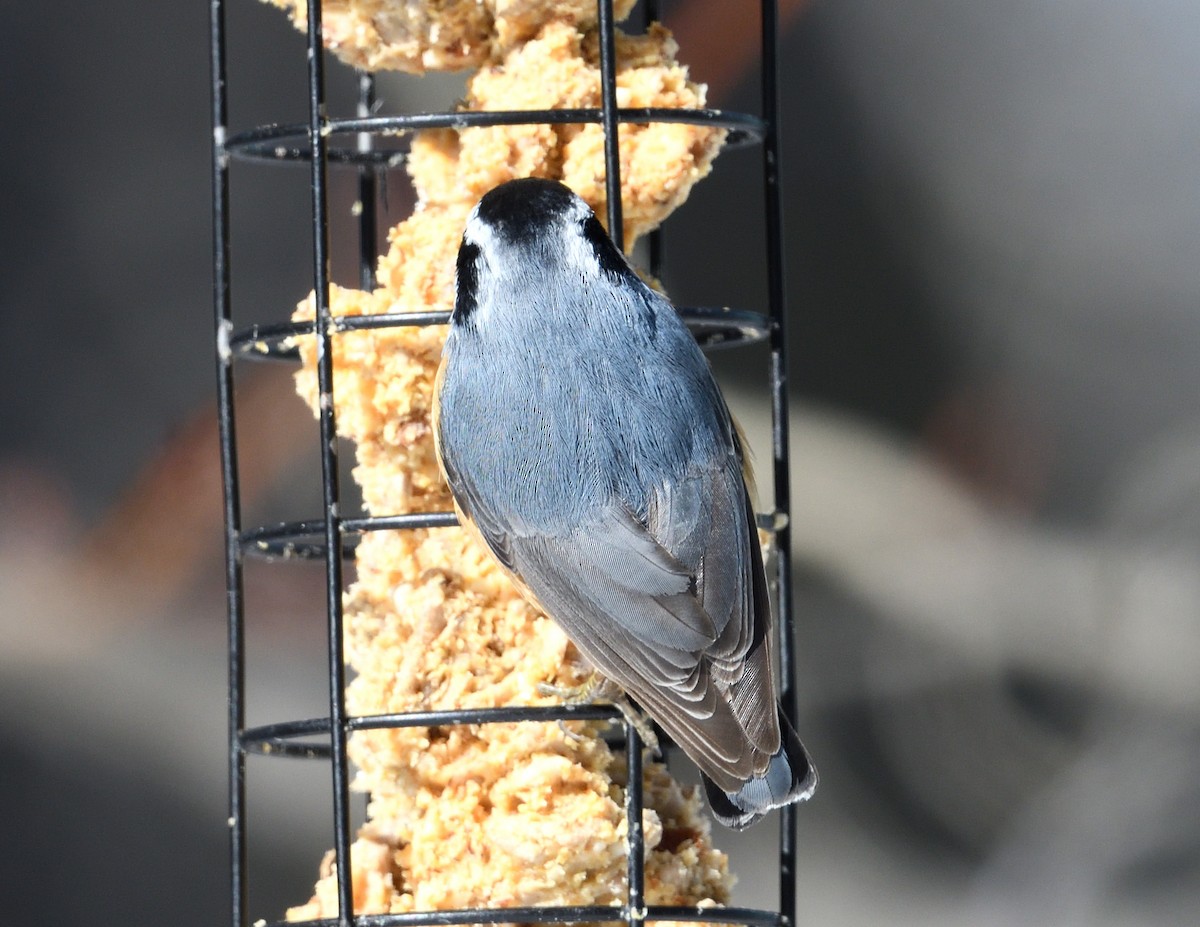 Red-breasted Nuthatch - ML615227065