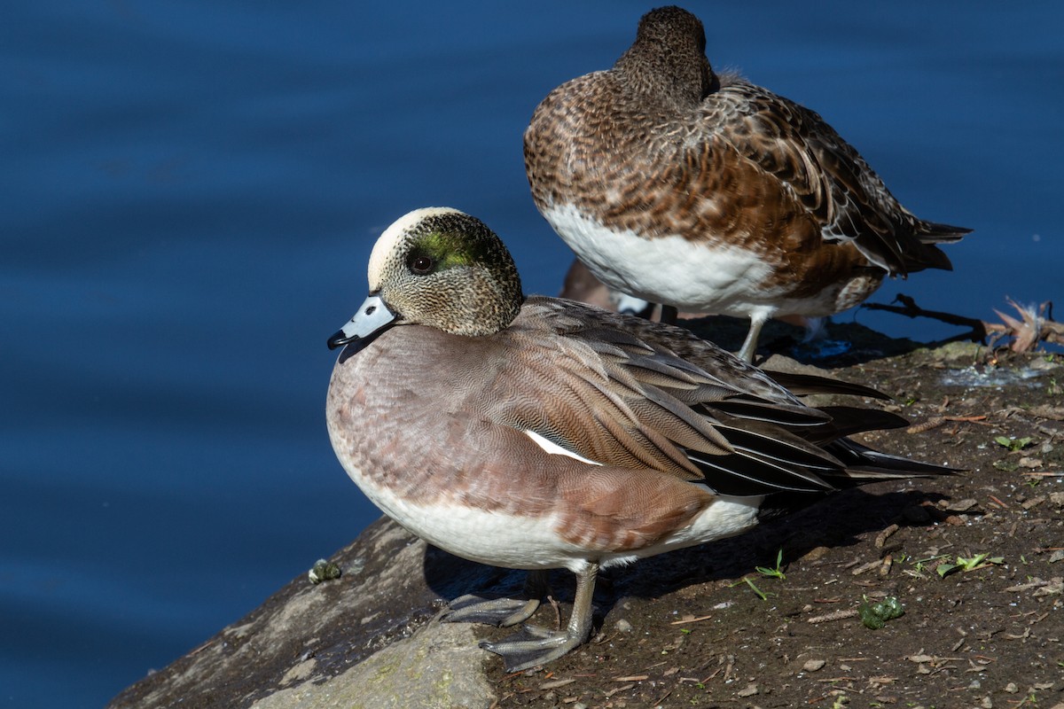 American Wigeon - ML615227141