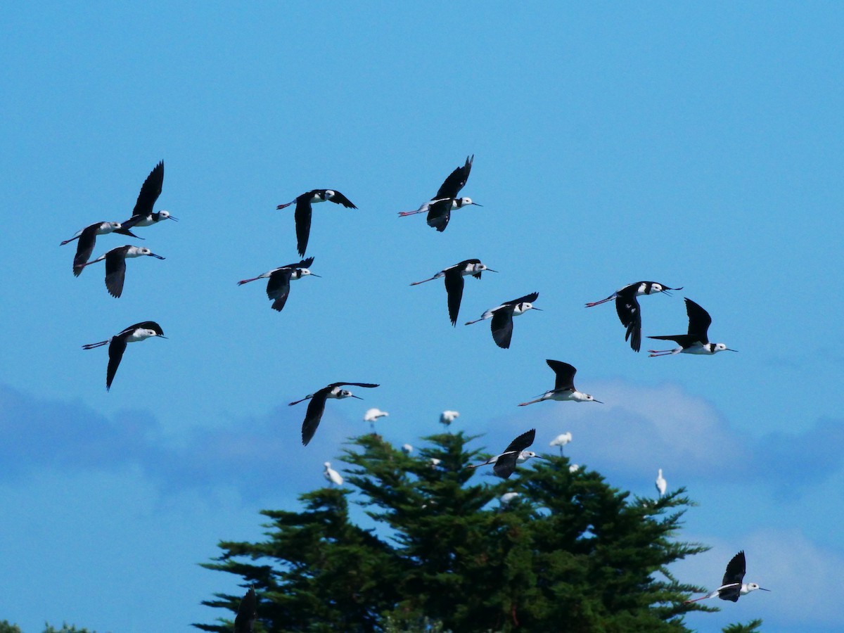 Pied Stilt - Mike Bickerdike