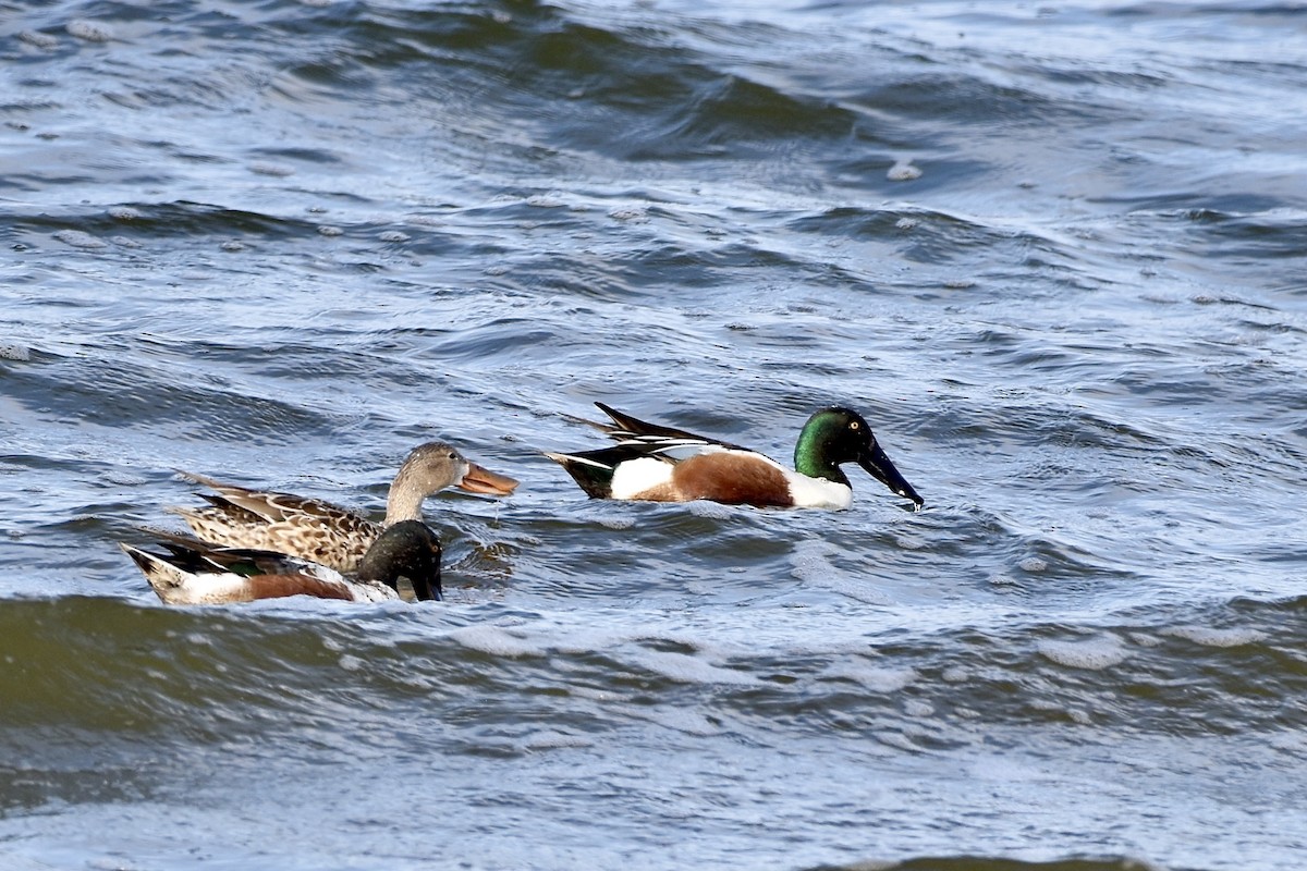 Northern Shoveler - Paul Nelson