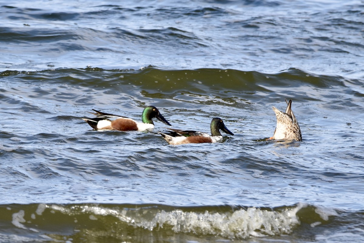 Northern Shoveler - ML615227252