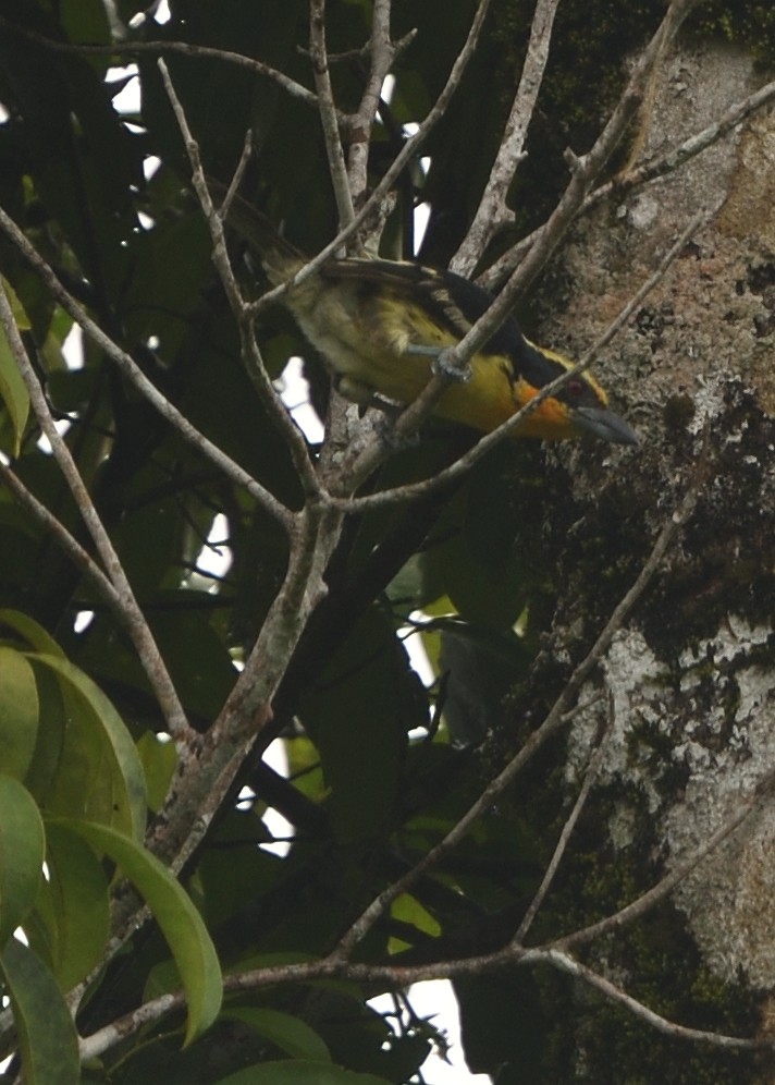 Gilded Barbet - ML615227343