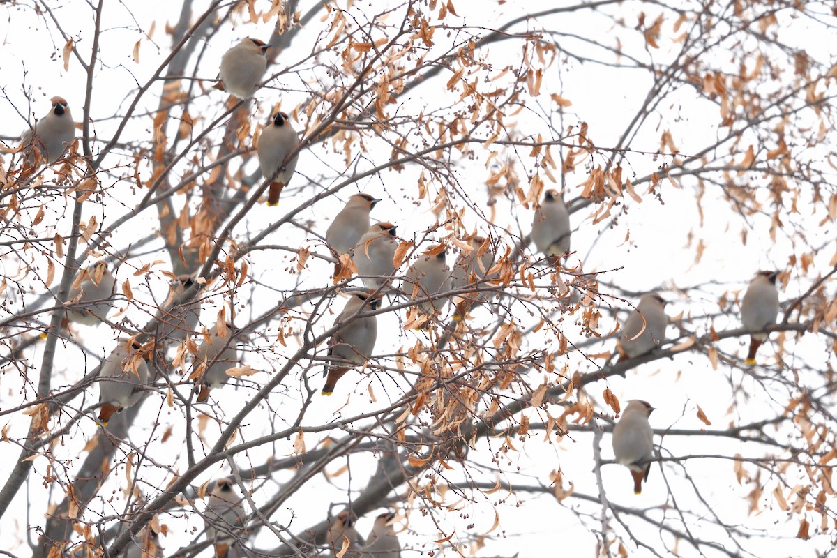 Bohemian Waxwing - ML615227376