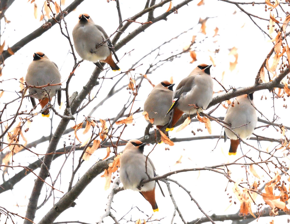 Bohemian Waxwing - ML615227382