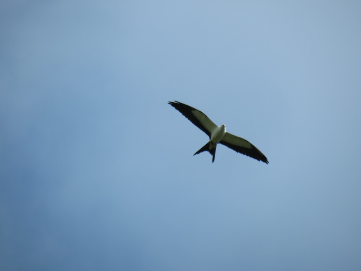 Swallow-tailed Kite - ML615227390