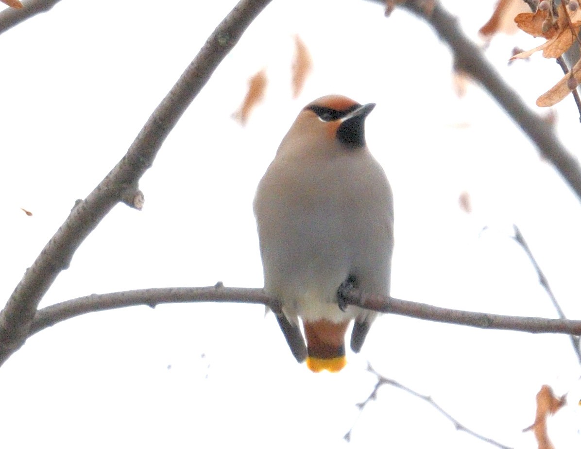 Bohemian Waxwing - ML615227392