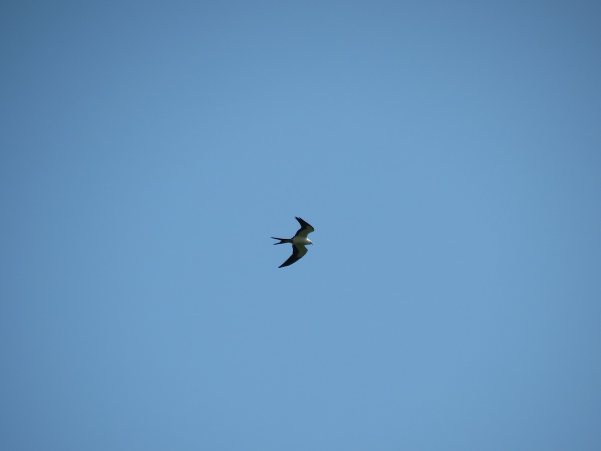Swallow-tailed Kite - ML615227402