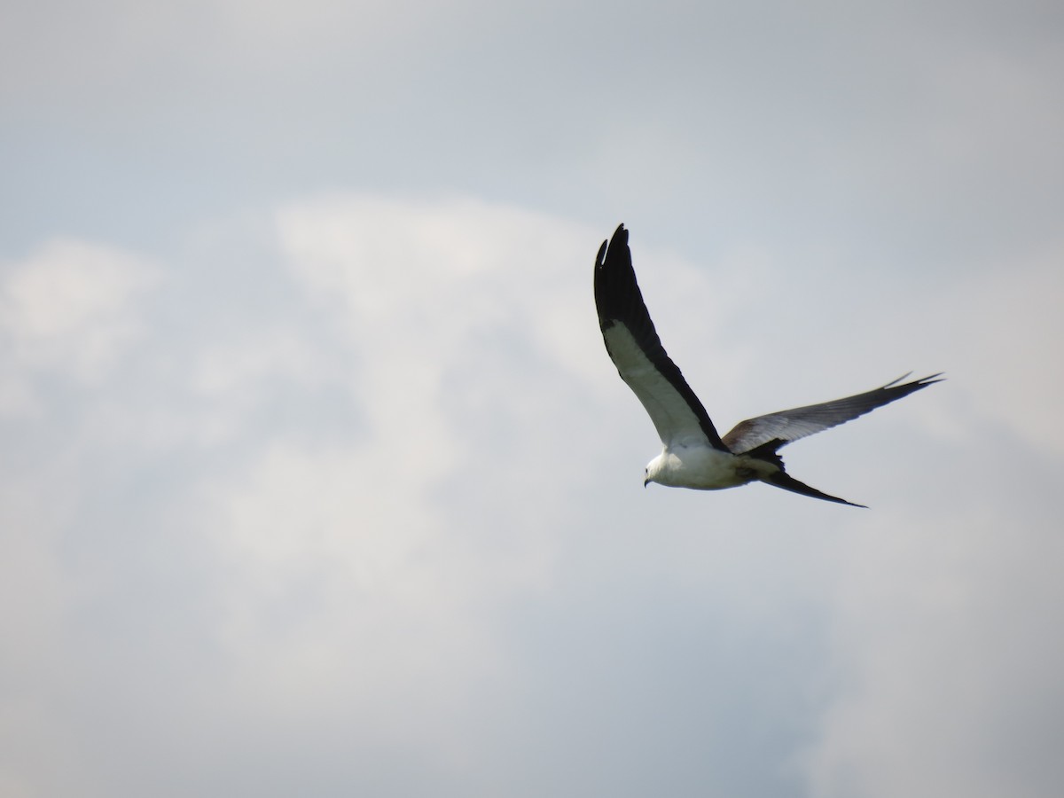 Swallow-tailed Kite - ML615227407