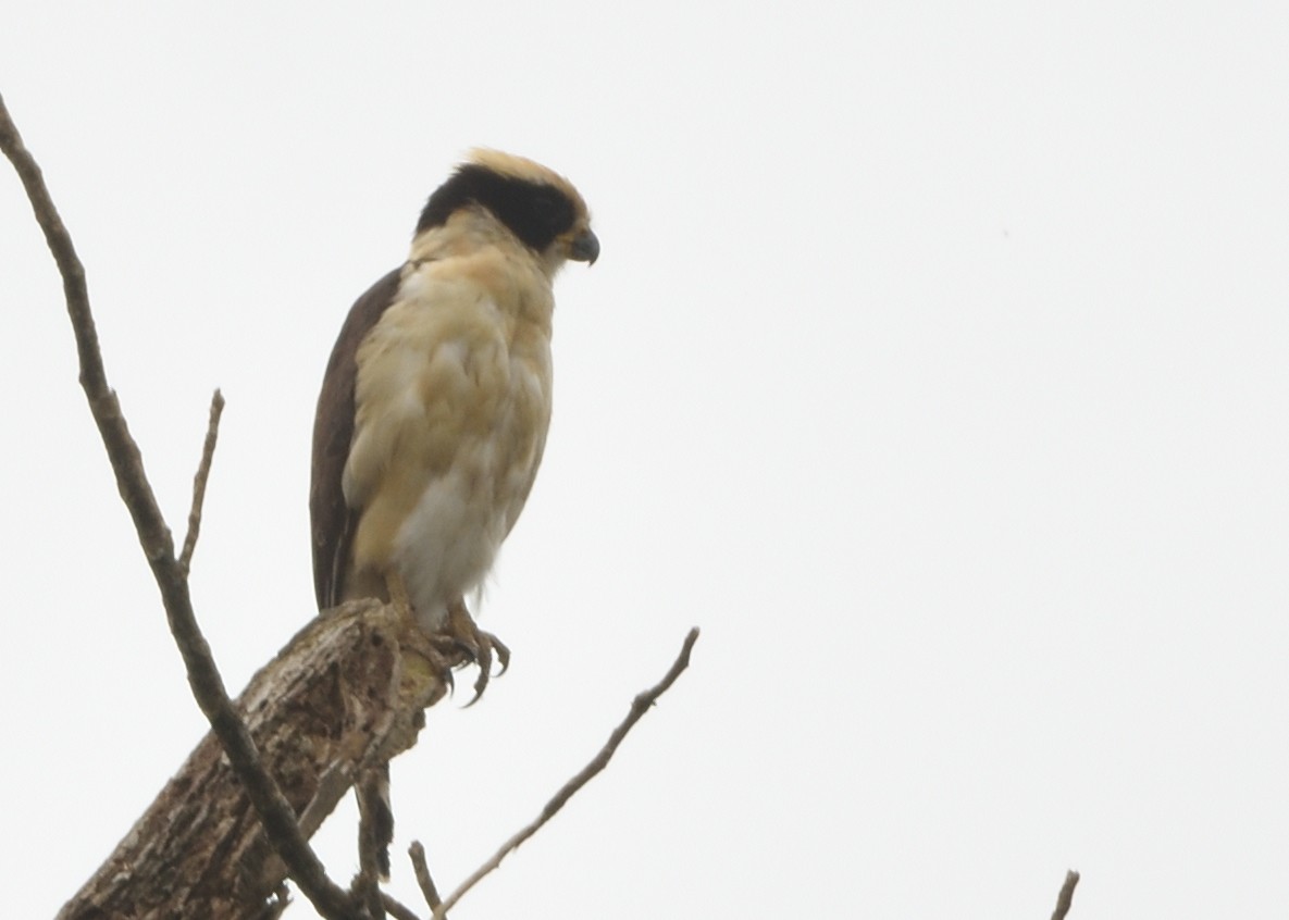 Laughing Falcon - ML615227408