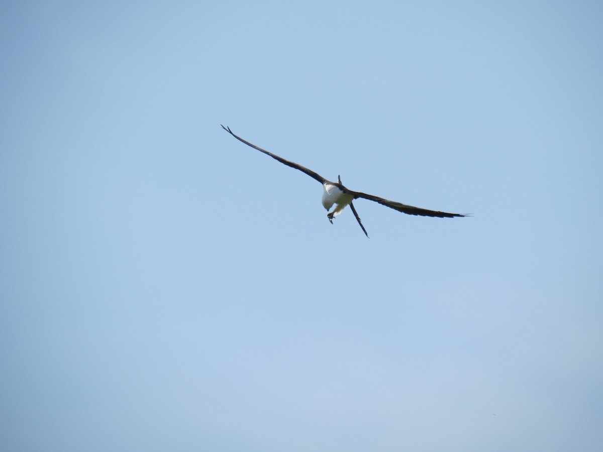 Swallow-tailed Kite - ML615227414