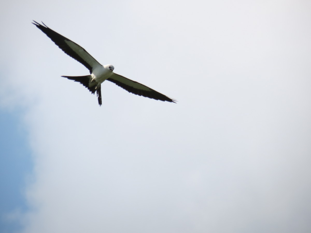 Swallow-tailed Kite - ML615227419