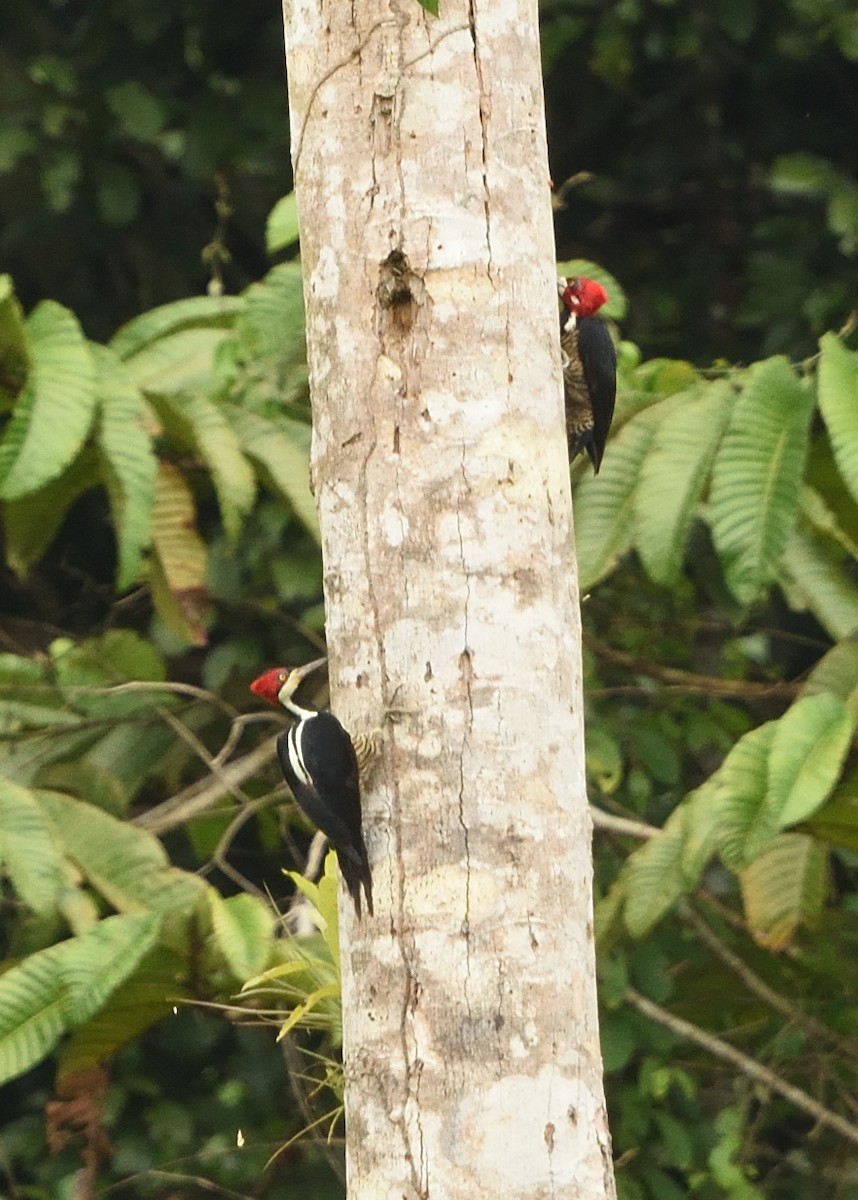 Crimson-crested Woodpecker - ML615227421