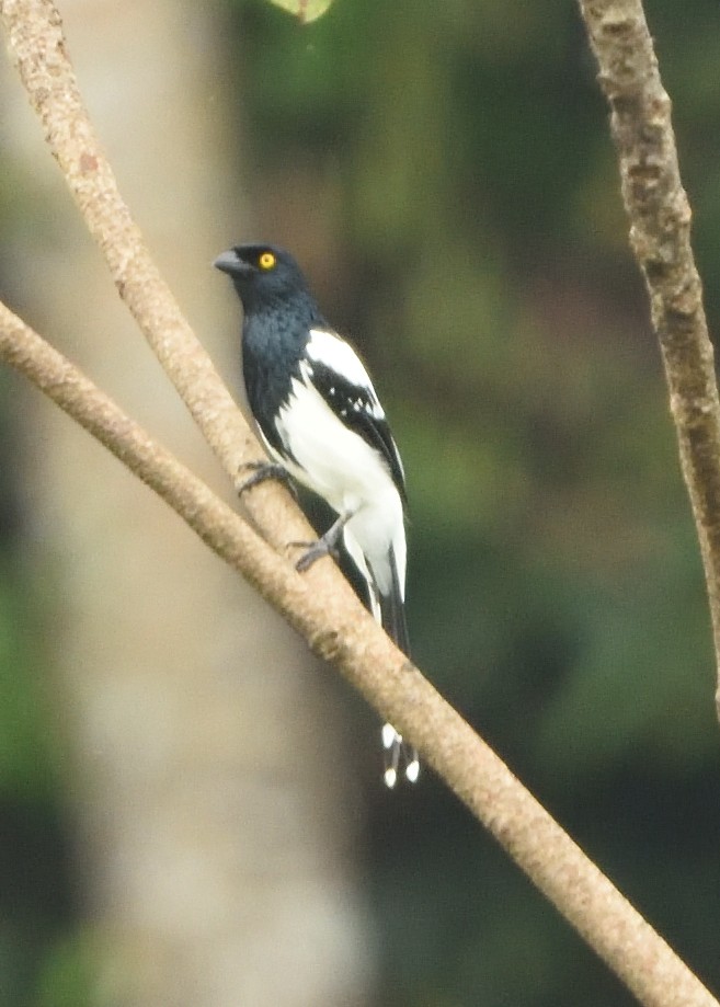 Magpie Tanager - Guy Babineau