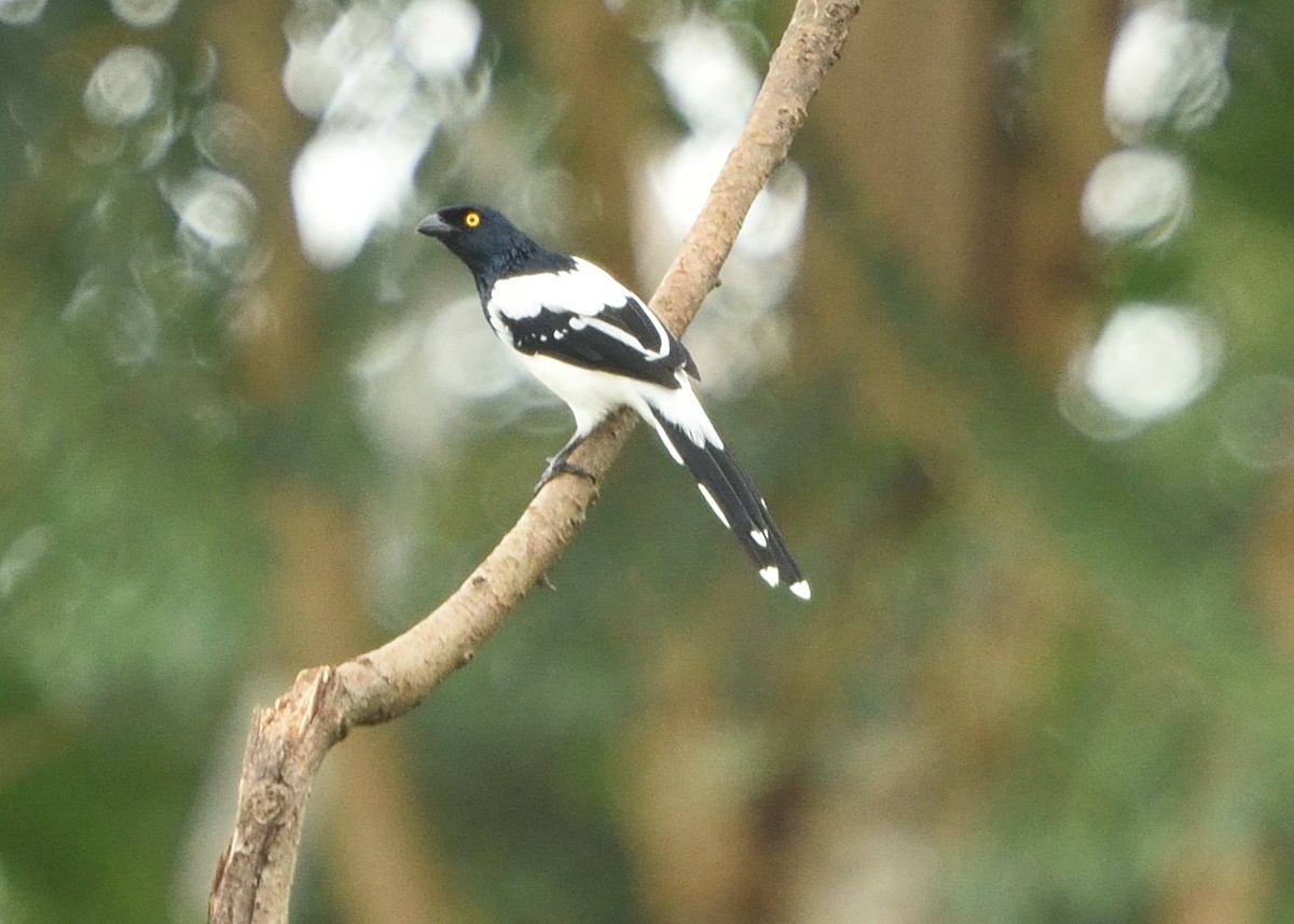 Magpie Tanager - ML615227431