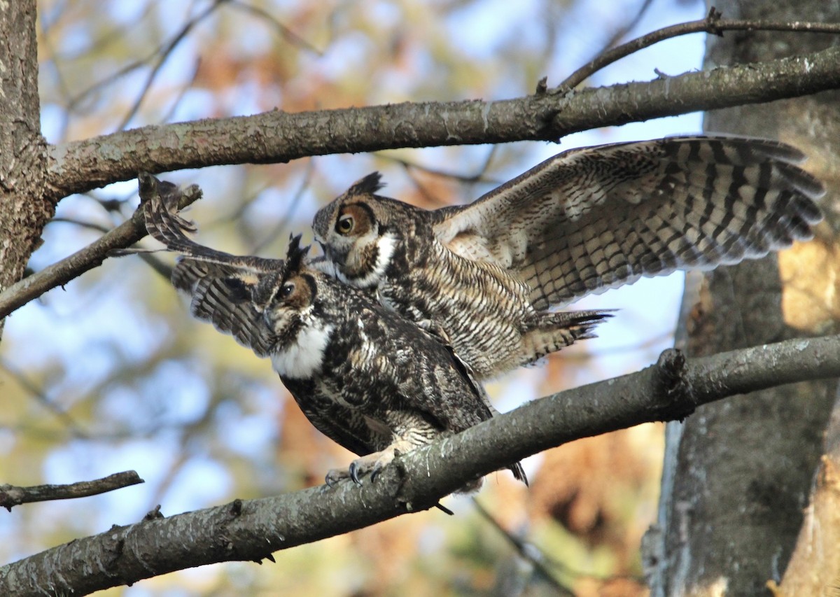 Great Horned Owl - ML615227433