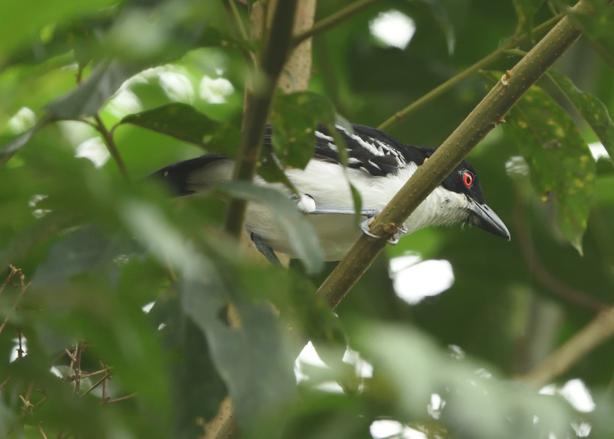 Great Antshrike - ML615227444