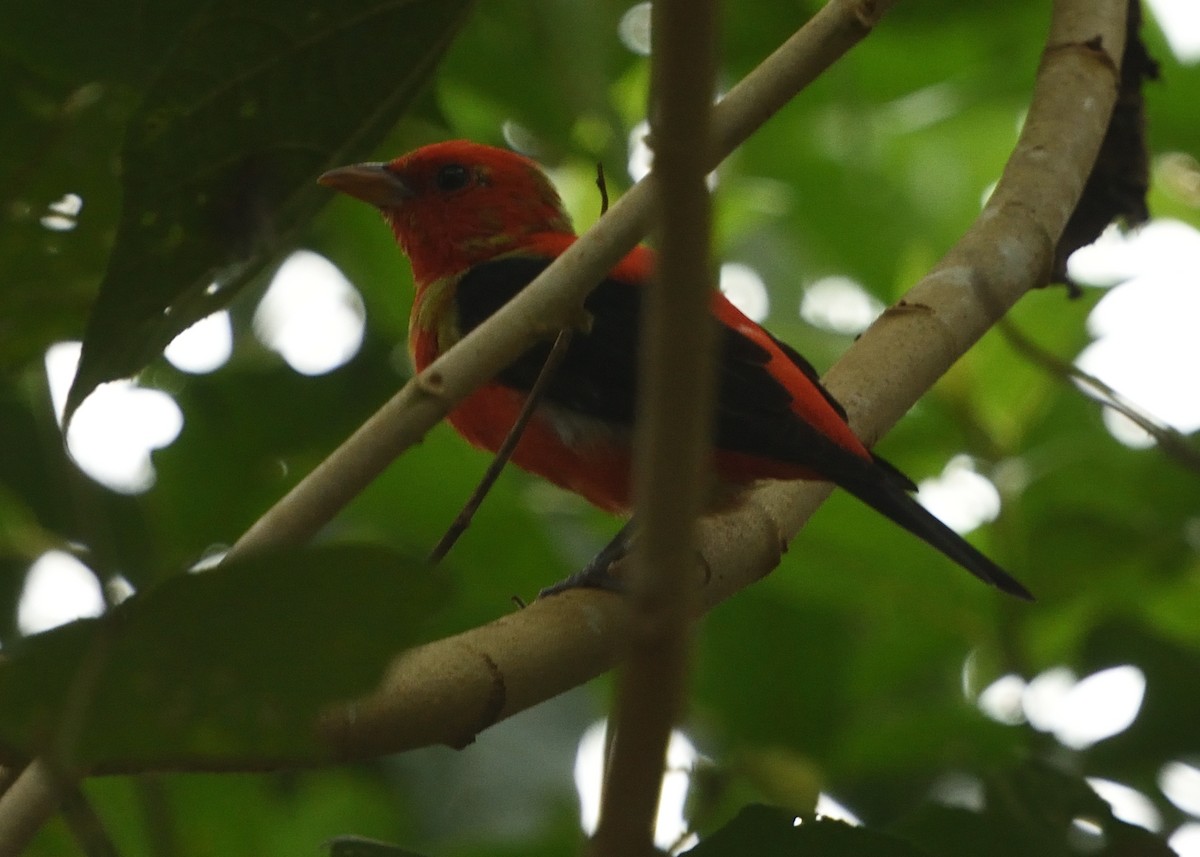 Scarlet Tanager - ML615227454
