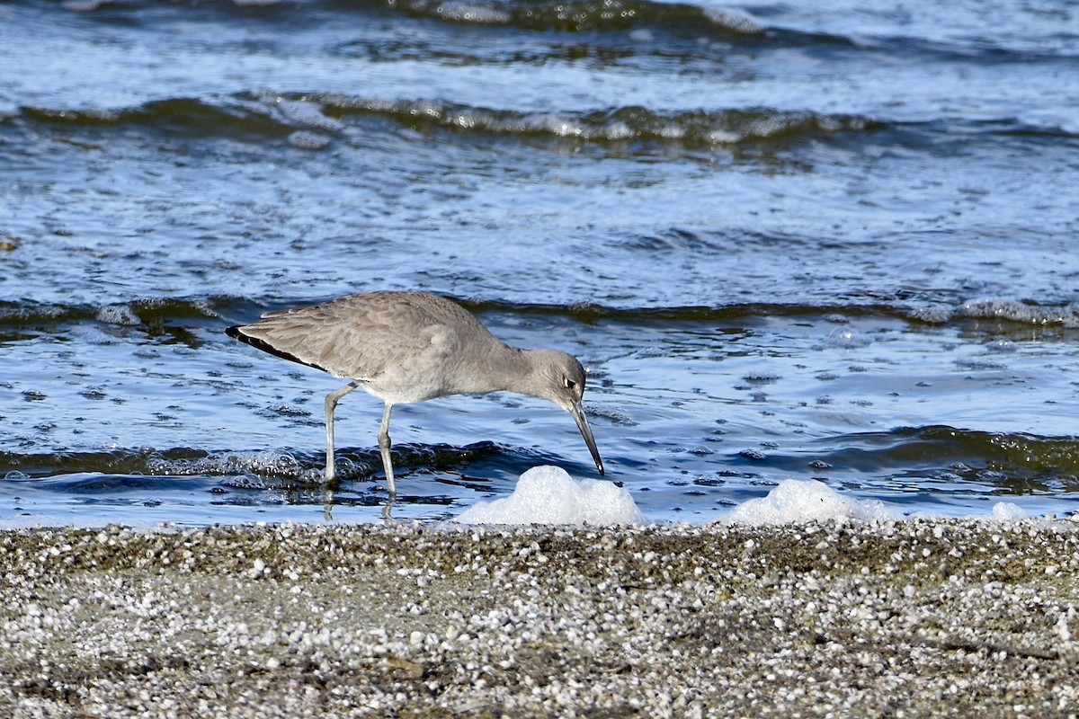 Willet - Paul Nelson