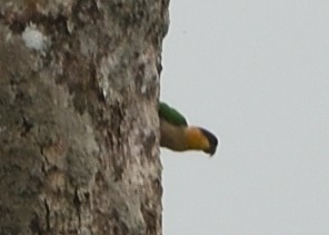 Black-headed Parrot - ML615227483