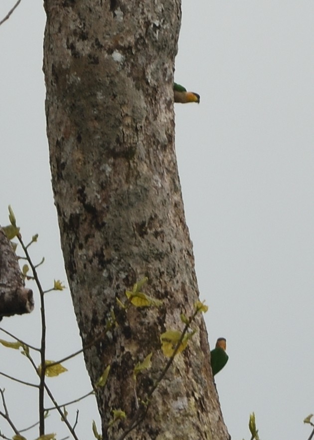 Black-headed Parrot - ML615227484