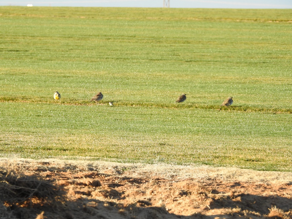 Western Meadowlark - ML615227491