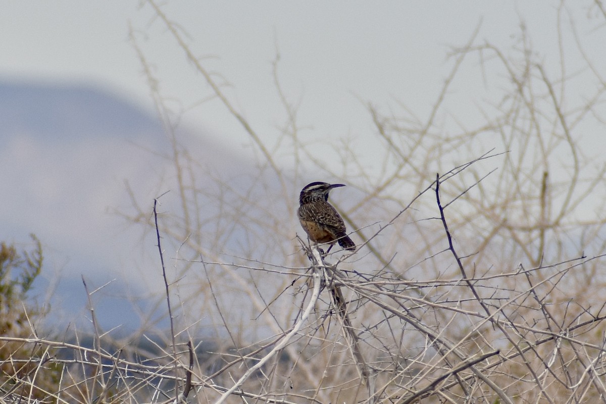 Cactus Wren - ML615227519