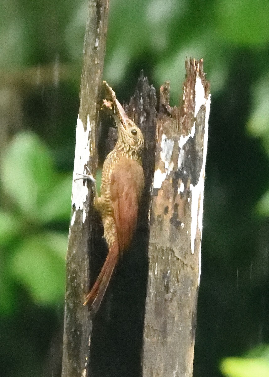 Black-banded Woodcreeper - ML615227533