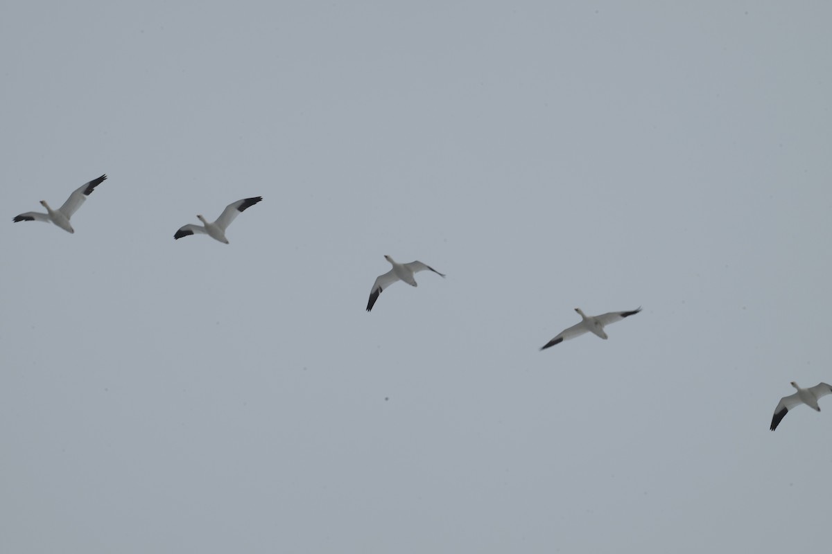 Цасны галуу - ML615227596