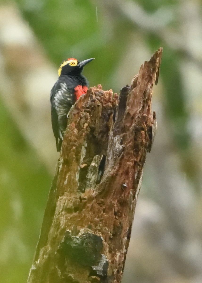 Yellow-tufted Woodpecker - ML615227598