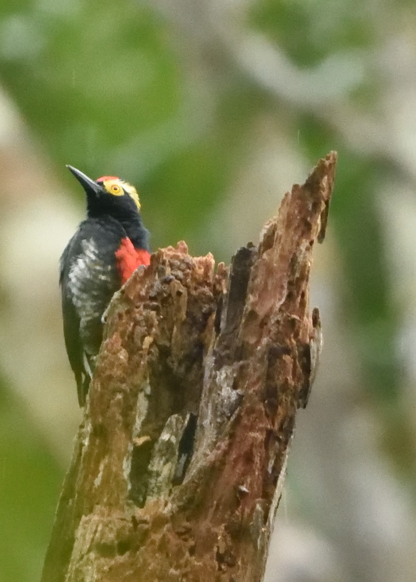 Yellow-tufted Woodpecker - ML615227599