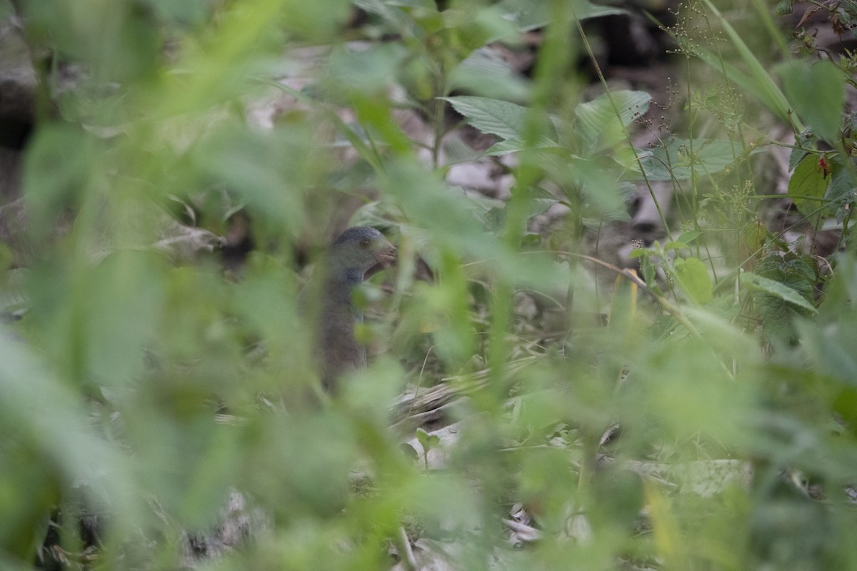 Paint-billed Crake - Daysy Vera Castro