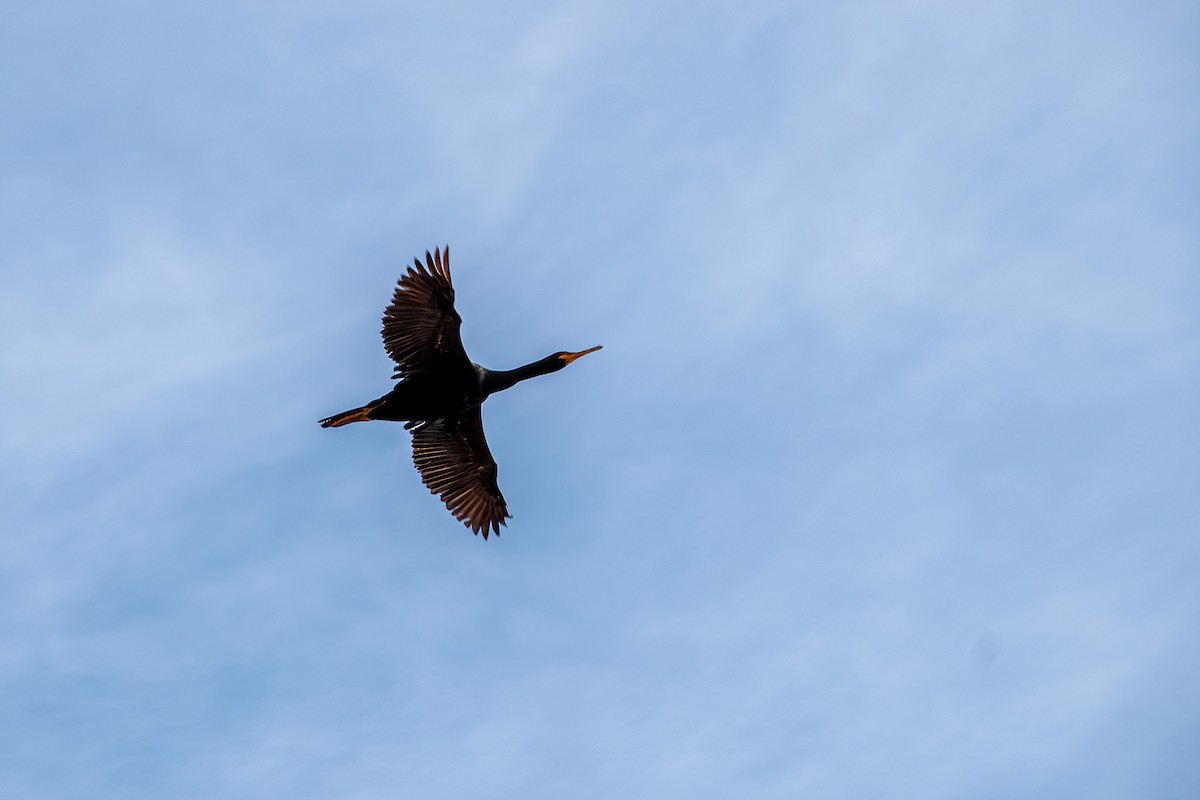 storskarv - ML615227619