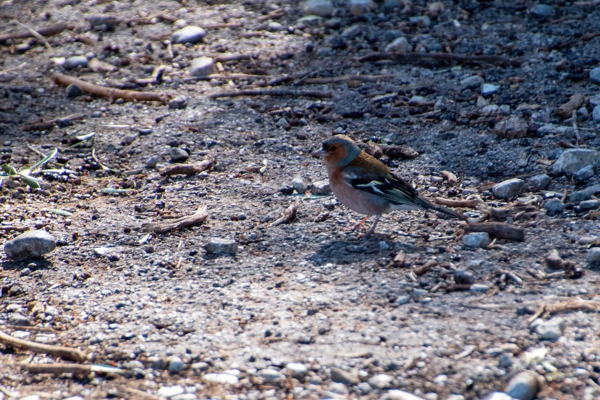 bokfink - ML615227624