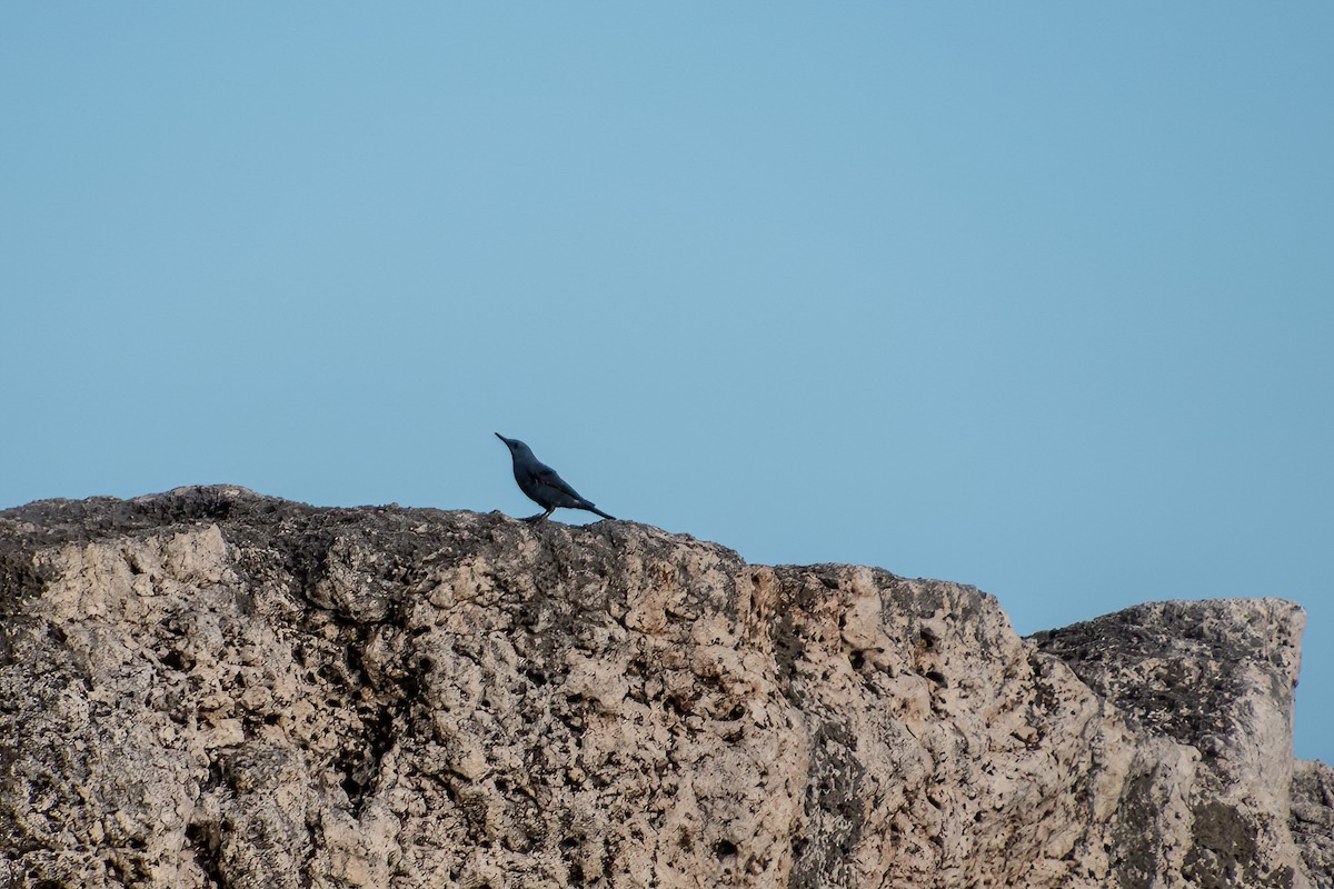 blåtrost - ML615227625