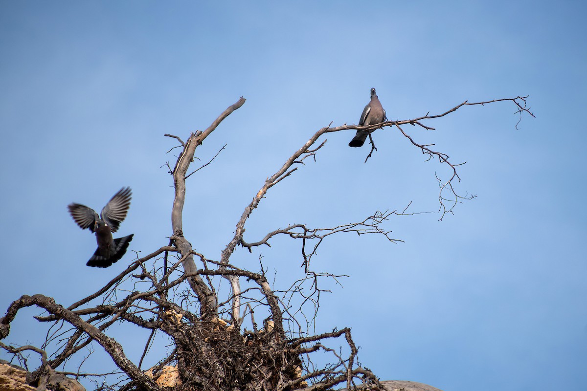 ringdue - ML615227628