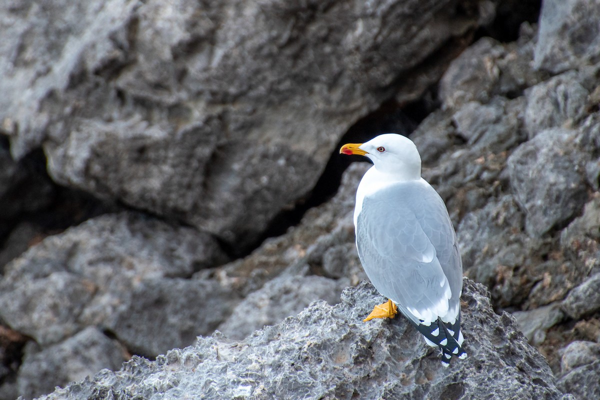 gulbeinmåke - ML615227632